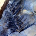La forêt fossile de Champclauson