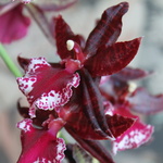 orchid_20091226