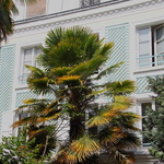 Des palmiers dans les rues de Paris