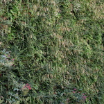 Deux photographes devant un mur végétal